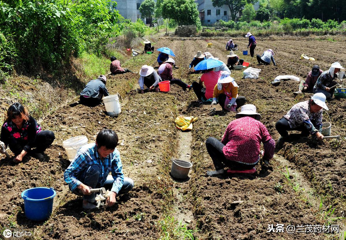 中药材信息网香砂价格研究