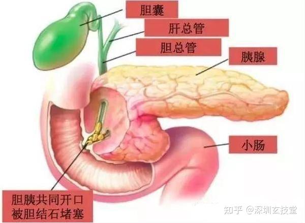 3d3d绕胆图